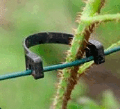 Fruitclip 10cm 3mm (5stuks)