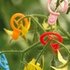 Merclip Groot Mix (30stuks)